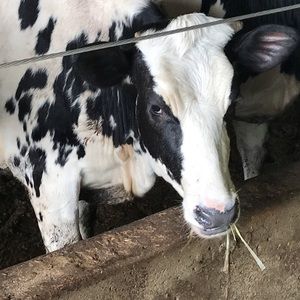 Meet your Posher, Melody